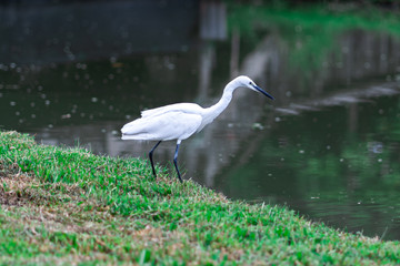 Great egret