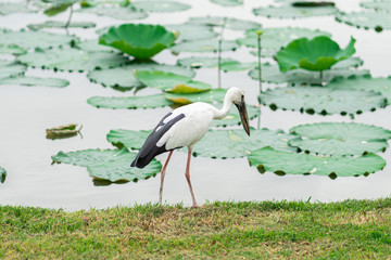 stork on green grass