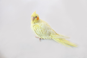 Lutino Cockatiel in white backdrop