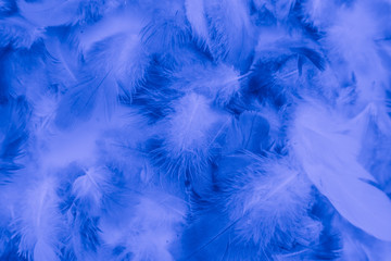 Beautiful abstract colorful purple and blue feathers on white background and soft white pink feather texture on white pattern and blue background