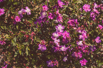 Obraz na płótnie Canvas Full Frame Shot Of Wild Flowers Purple melastoma