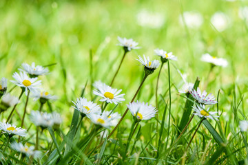 Beautiful wild daisy flowers in the breeze in greenfield. The spring has come and new day begins.