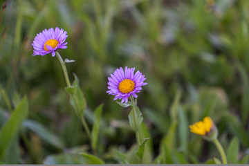 Two Aspen Daisy flower. Purple, violet, flower. Wild Flower