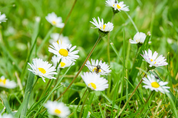 Beautiful wild daisy flowers in the breeze in greenfield. The spring has come and new day begins.