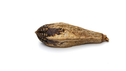 Nature object for decoration very detailed on texture.  isolated on a white background with clipping path.