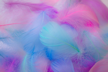 Fototapeta na wymiar Beautiful abstract purple and blue feathers on white background and soft white pink feather texture on colorful pattern, colorful background