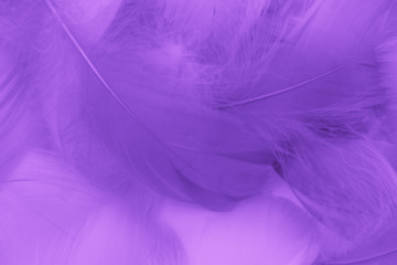 Beautiful abstract colorful blue and light purple feathers on white background and soft white pink...