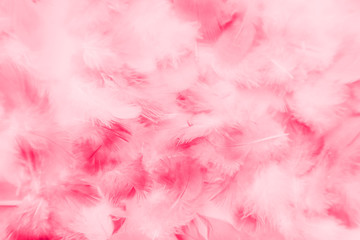 Beautiful abstract colorful white and pink feathers on white background and soft white red feather texture on pink pattern, pink background