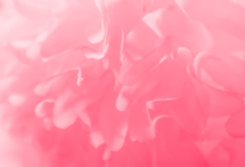 Beautiful abstract color white and pink flowers on white background and white flower frame and orange leaves background texture, flowers banner