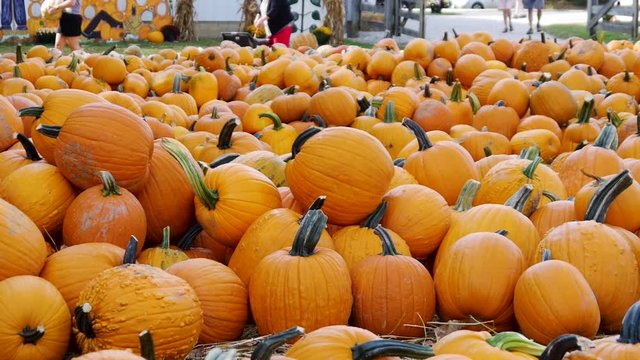 Pumpkins in bins and in a field.