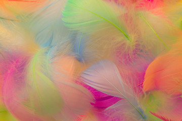 Beautiful abstract purple orange and blue feathers on white background and soft white pink feather texture on colorful pattern, colorful background