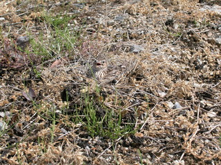 卵を温めるひばり