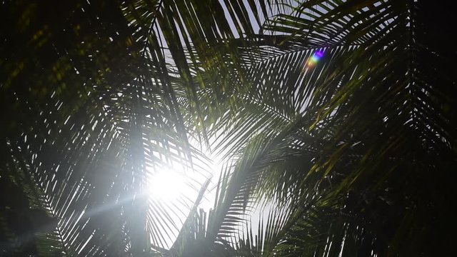 Coconut tree leaves blowing in the the wind on a sunny day