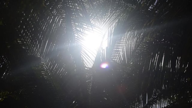Coconut tree leaves blowing in the the wind on a sunny day