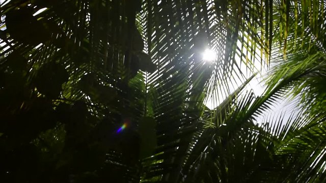 Coconut tree leaves blowing in the the wind on a sunny day