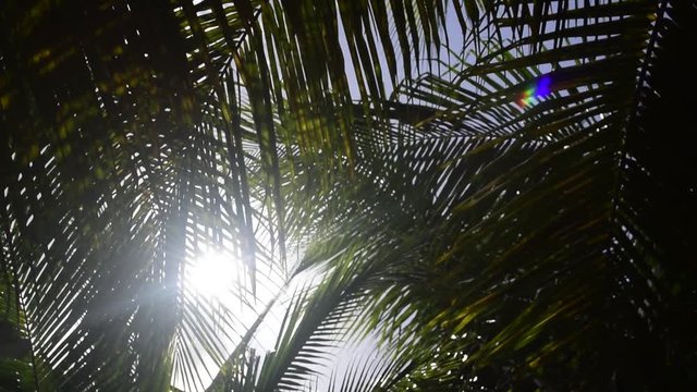 Coconut tree leaves blowing in the the wind on a sunny day