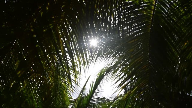 Coconut tree leaves blowing in the the wind on a sunny day