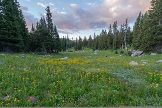 Beautiful wildflowers meadow at Colorado Holy Cross Wilderness. Lyle Lake.