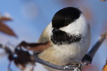 Black-capped Chickadee Perched on a Branch 