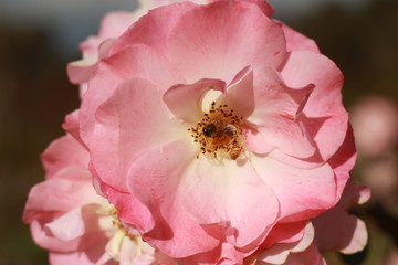 close details of a soft pink rose flower blooming on the bush with a bee flying around looking for pollen in a lush fresh atmospheric sweet scented rose garden, Victoria, Australia