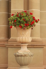 tall sandstone carved ornate heritage flower pots in the front of an ornate palace pillar detail with red geranium flowers overflowing over the sides