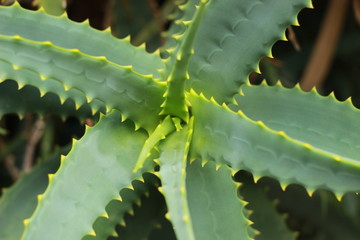 close up detail of the textures and colors on a large succulent aloe plant, spiraling out from the centre with fresh growth coming thru