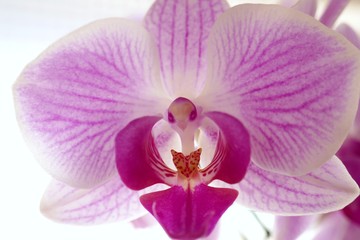 Fototapeta na wymiar orchid flower (Phalaenopsis) lilac pink closeup on a white background. Floral pink cold background.
