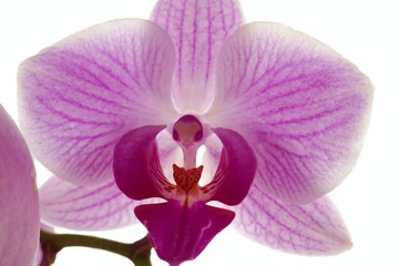 Naklejka na ściany i meble orchid flower (Phalaenopsis) lilac closeup on a white background. Floral pink cold background.