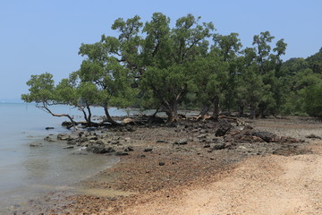 tree on the beach