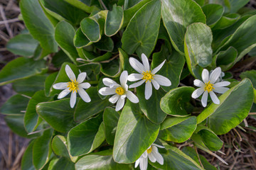 Closeup of Marsh Marigold Flowers