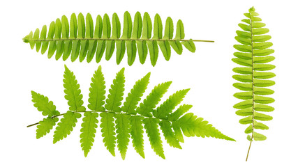 Green fern leaf on a white background.