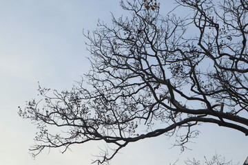 silhouette of a tree