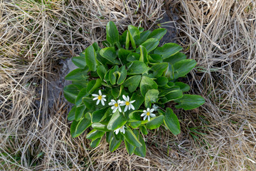 Closeup of Marsh Marigold Flowers