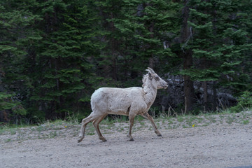 Female Bighorned sheep walks along Guanella Pass Road near Georgetown Colorado