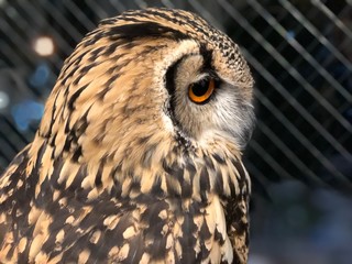 Owl sitting in Owl Cafe in Tokyo, Japan