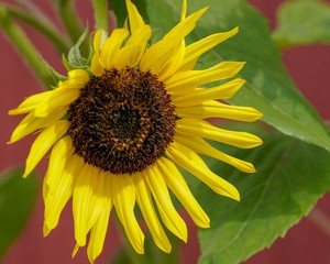 Naklejka premium sunflower and bee