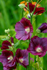 Magenta hollyhock flowers in a garden