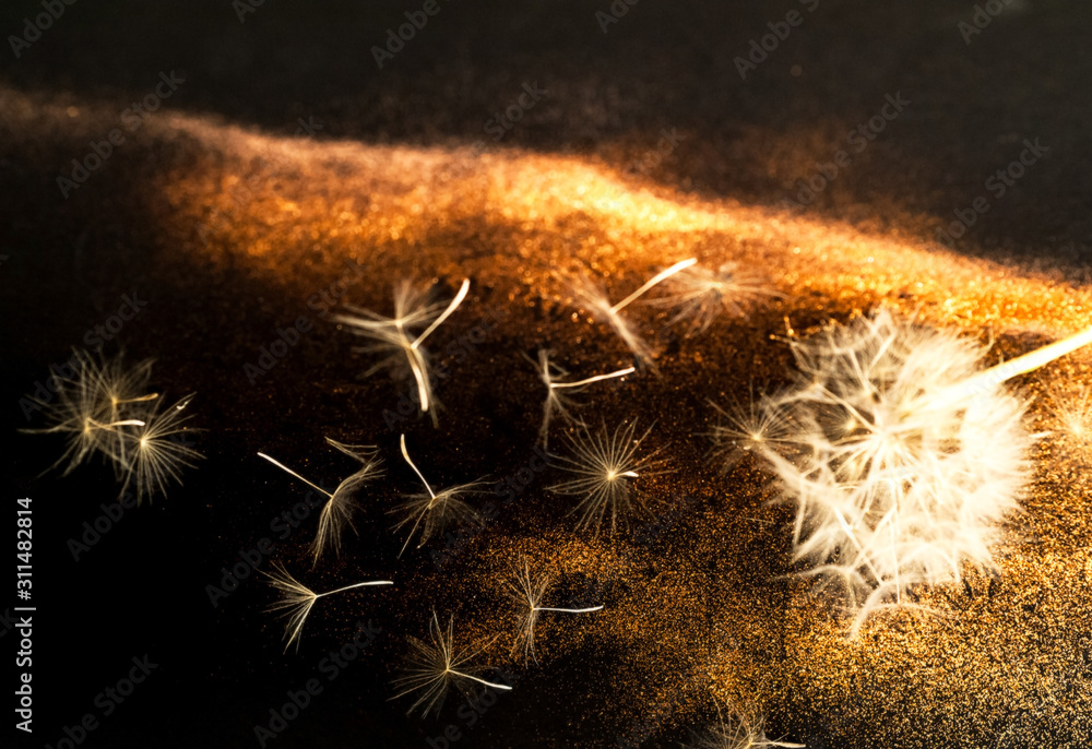 Poster white inflorescences dandelion on black background with golden sparkles. blurred effect. concept for