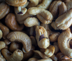 Anacardium occidentale