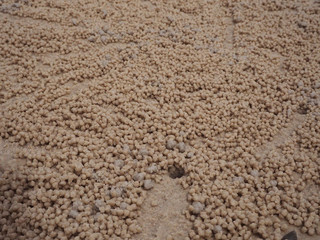 Crab on the sand in the water level was lowered.