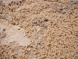 Crab on the sand in the water level was lowered.