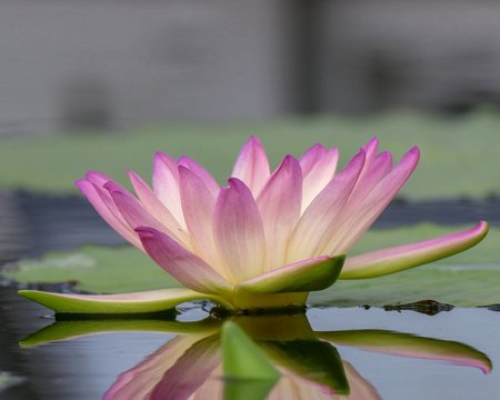 Delicate Pink Lotus Flower in Full Bloom with reflection in the pond