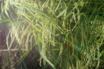 blurred,Sheaves of rice green rice paddies in the light, the Sun is shining