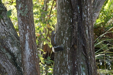 squirrel on the ground with fall leaves around