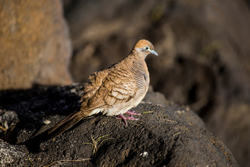 Zebra dove sitting on a rock in Hawaii