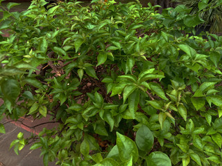 Green leaf texture or Background