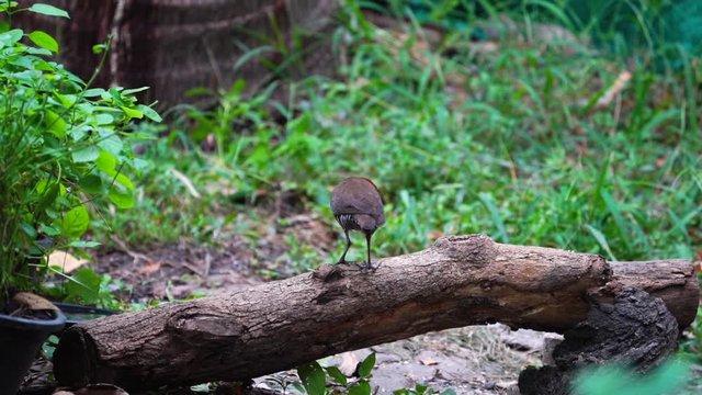 The slaty-legged crake or banded crake (Rallina eurizonoides)  : Migratory birds come in winter or outside the breeding season.(Slow motion)