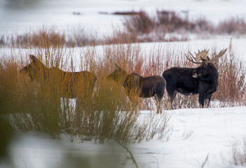 Moose family