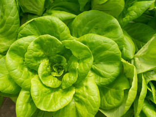 fresh green lettuce in the garden