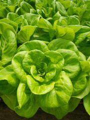 fresh green lettuce in the garden